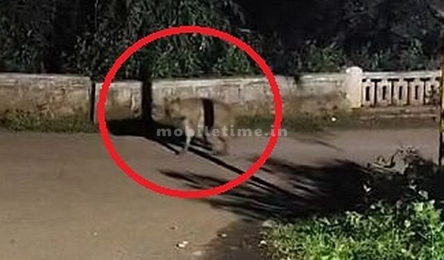 Dogs shape cat's nature A strange animal was spotted in Dandeli!