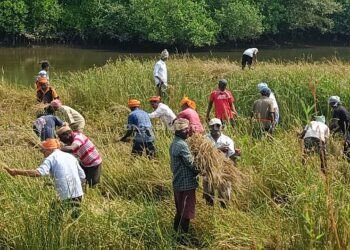 Farmers' interest in Kagga paddy Paddy cultivation in a hundred acres of land!