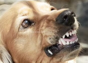 Many people dont know this Even if you get bitten by a dog you can get relief!