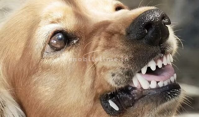 Many people dont know this Even if you get bitten by a dog you can get relief!