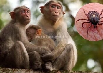 Monkey disease kills three people!