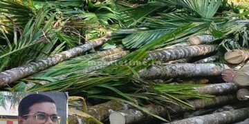 Areca tree burning Farmers' union outraged