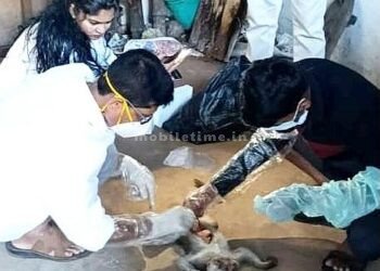 Death of three monkeys