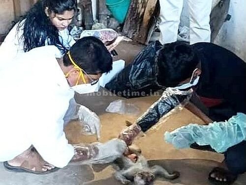 Death of three monkeys