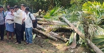 Forest officials' outrage Areca trees in an acre of land were completely destroyed!