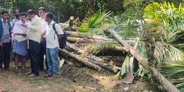 Forest officials' outrage Areca trees in an acre of land were completely destroyed!