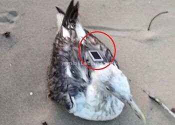 GPS eyes on a Chinese bird!