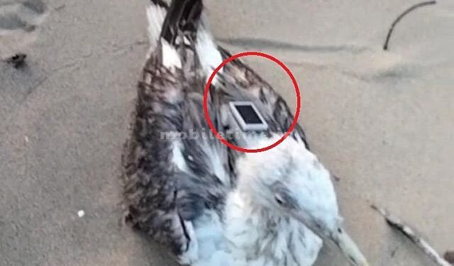 GPS eyes on a Chinese bird!