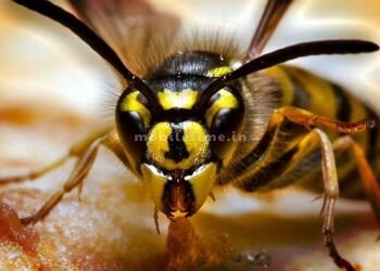 Kumata A construction worker was killed by a potter's worm!