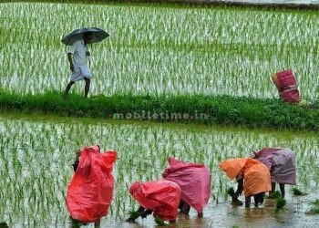 No right to temporary employment!