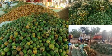 Raw areca nut A record despite the confusion!