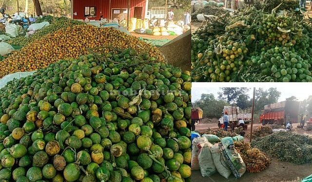 Raw areca nut A record despite the confusion!