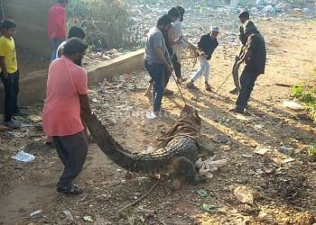 The crocodile that came to town got a nosebleed!