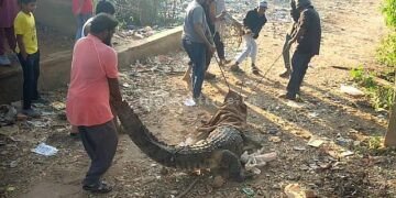 The crocodile that came to town got a nosebleed!