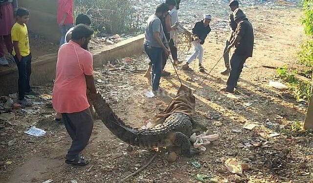 The crocodile that came to town got a nosebleed!