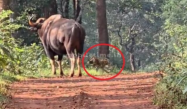 The tiger ran away after seeing the corner!