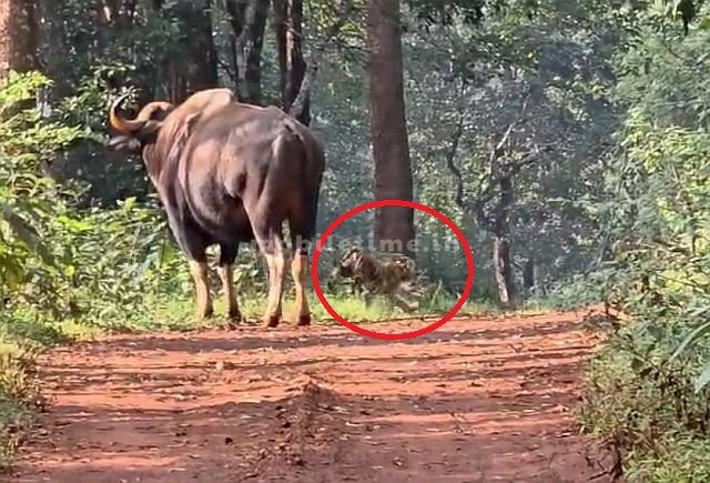 The tiger ran away after seeing the corner!