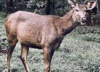 The wild animal that we loved and cuddled is now our enemy!