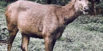 The wild animal that we loved and cuddled is now our enemy!