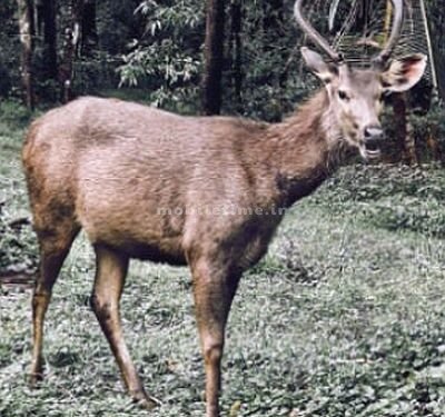 The wild animal that we loved and cuddled is now our enemy!