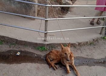 There are mad dogs.. be careful!