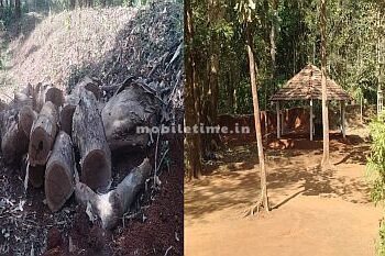 Let the savoy tree be chopped down for the fun of the forest officials!