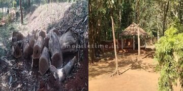 Let the savoy tree be chopped down for the fun of the forest officials!