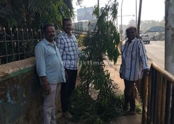 Potholes on the sidewalk Protest by planting trees!