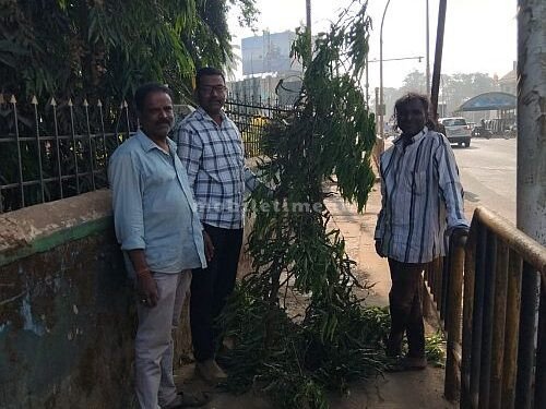 Potholes on the sidewalk Protest by planting trees!