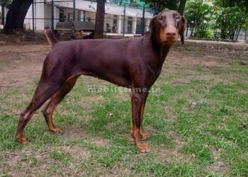 This is the dog that found Rafiq's body!