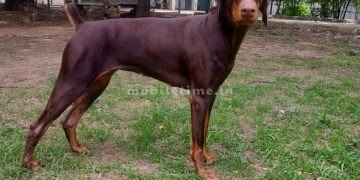 This is the dog that found Rafiq's body!