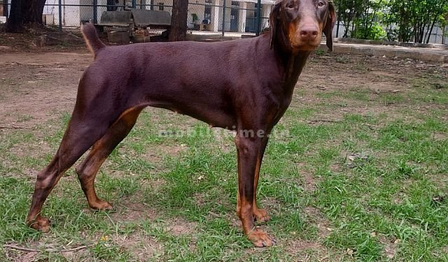 This is the dog that found Rafiq's body!