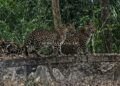 A pair of leopards were spotted on the way to Dandeli!