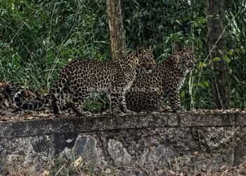 A pair of leopards were spotted on the way to Dandeli!