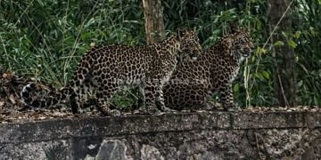 A pair of leopards were spotted on the way to Dandeli!