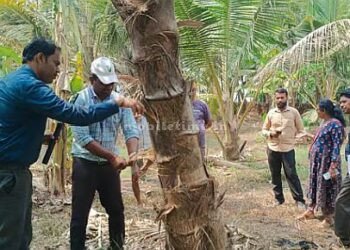A red insect that threatens coconut trees!