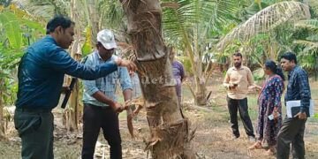 A red insect that threatens coconut trees!