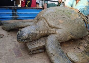 A turtle that weighs as much as an elephant!