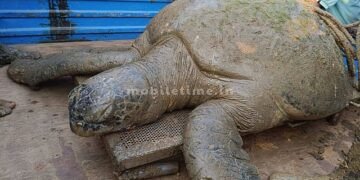 A turtle that weighs as much as an elephant!