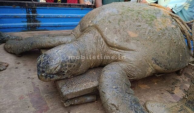A turtle that weighs as much as an elephant!