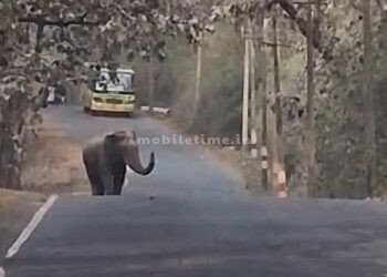 An elephant blocked a bus!