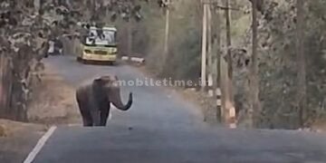 An elephant blocked a bus!