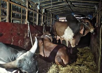 Stop illegal cow trafficking