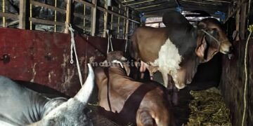 Stop illegal cow trafficking