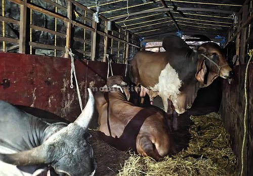 Stop illegal cow trafficking