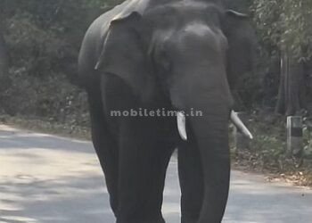 The elephant has come!