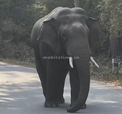 The elephant has come!