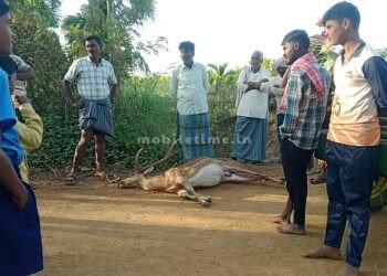 The last breath of the raven from the forest!