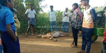 The last breath of the raven from the forest!