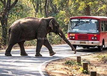 Uttara Kannada Elephant checkpoints everywhere!